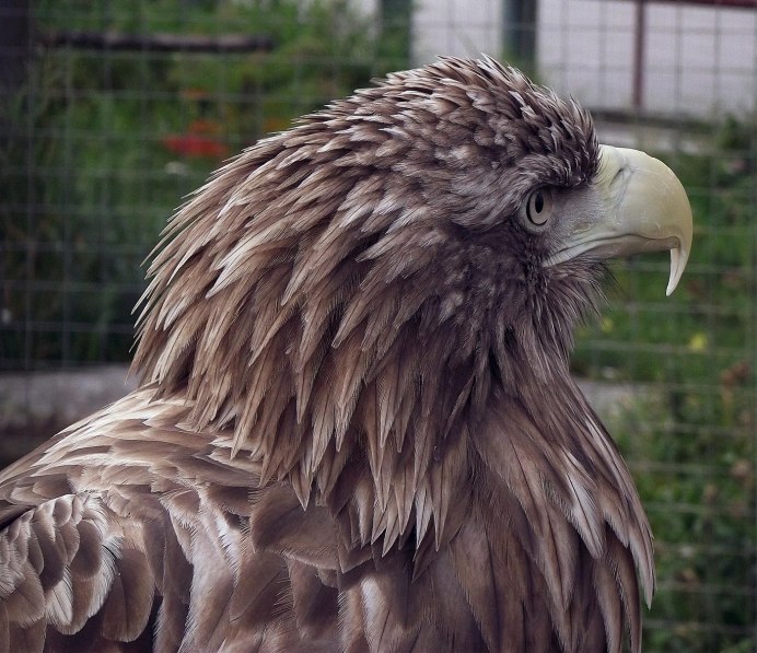 Орел Беркут