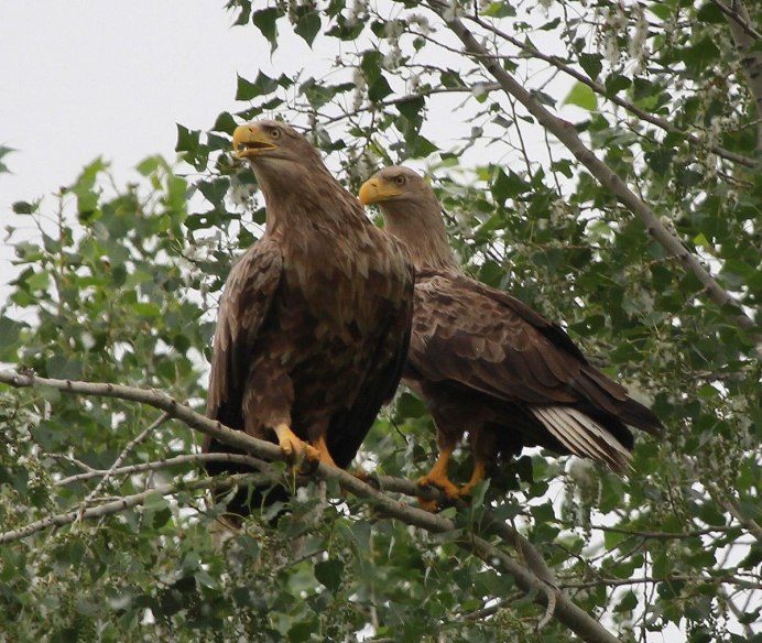 Красивый Орел