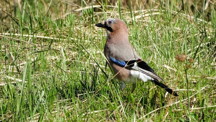 Среднеазиатский Орел