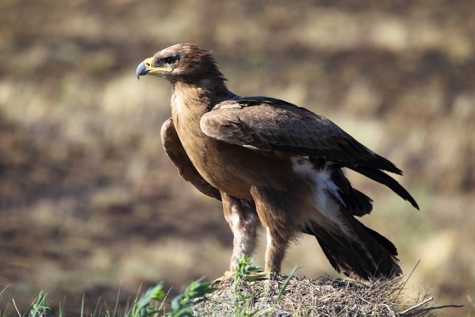 Пустынный Орел птица