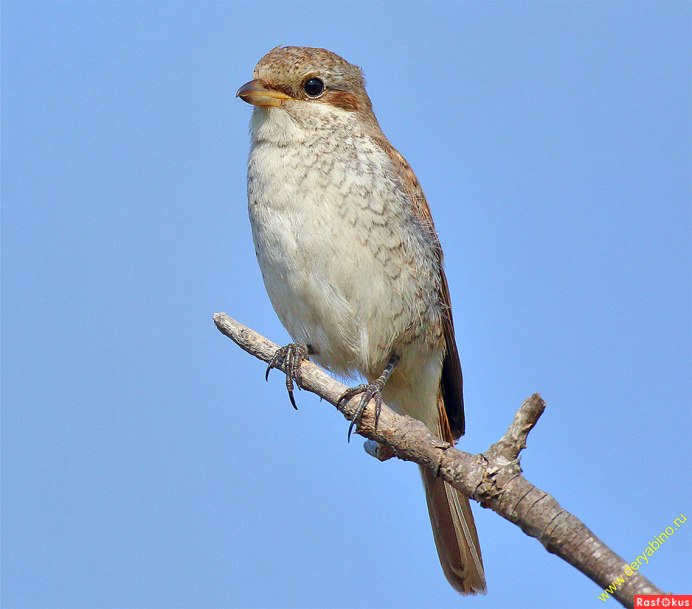 Редкие птицы