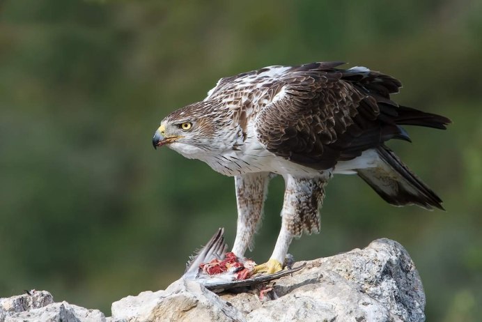Орёл-карлик (Aquila pennata)