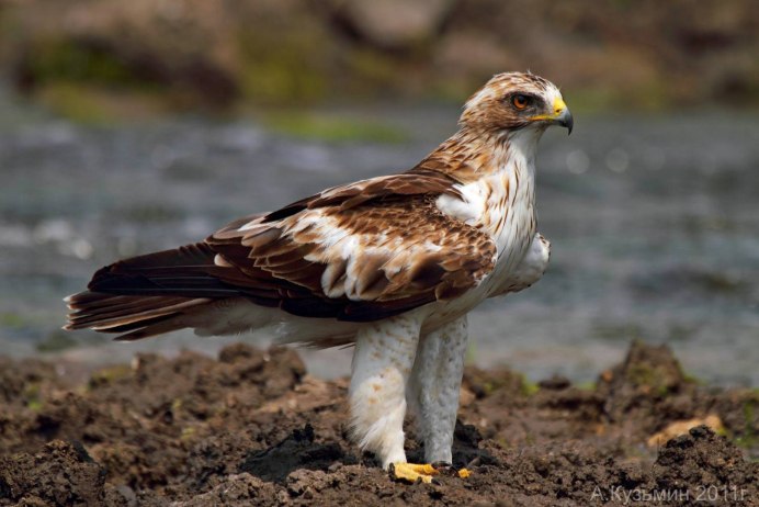 Степной орёл (Aquila nipalensis