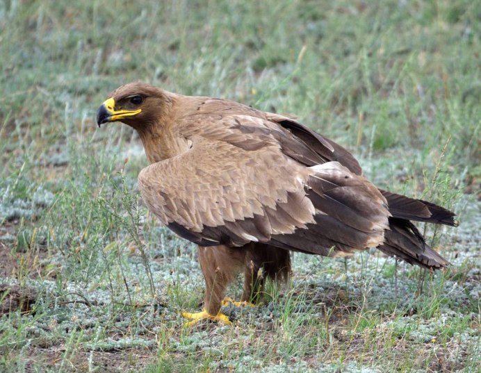 Орёл-карлик (Aquila pennata)