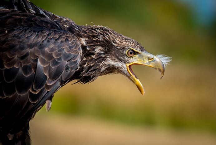 Орёл-карлик (Aquila pennata)