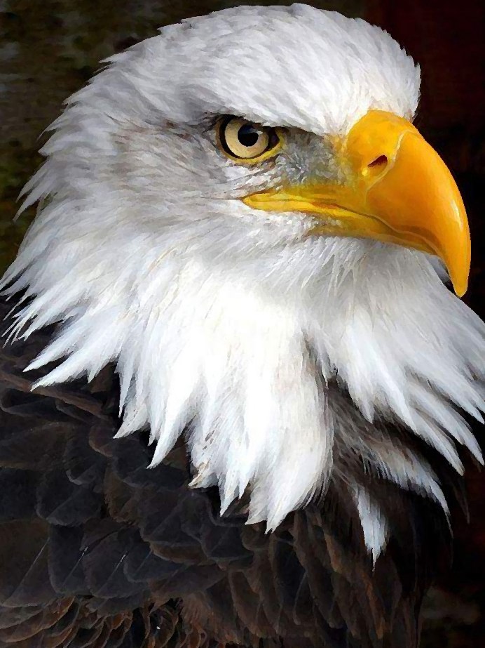 Орловский что орёл домашний