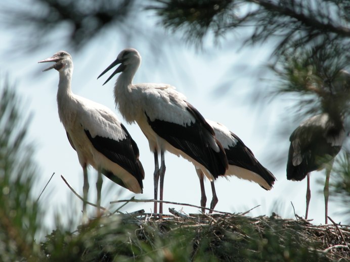 Изумрудный Зяблик Геншин