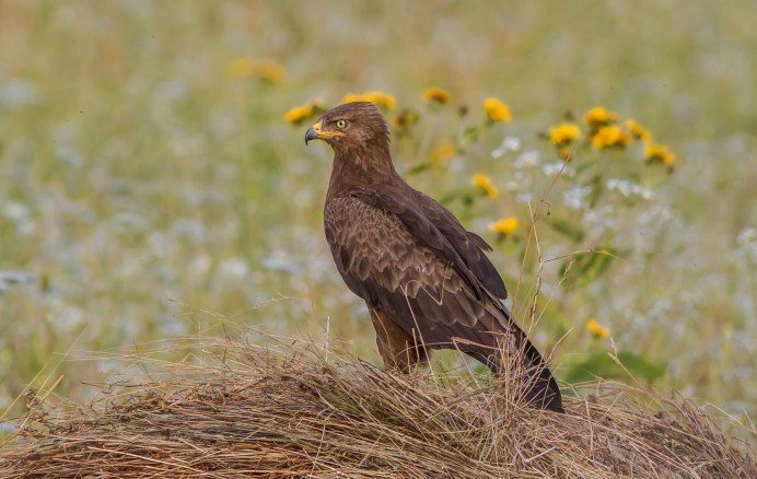 Молуккский орёл