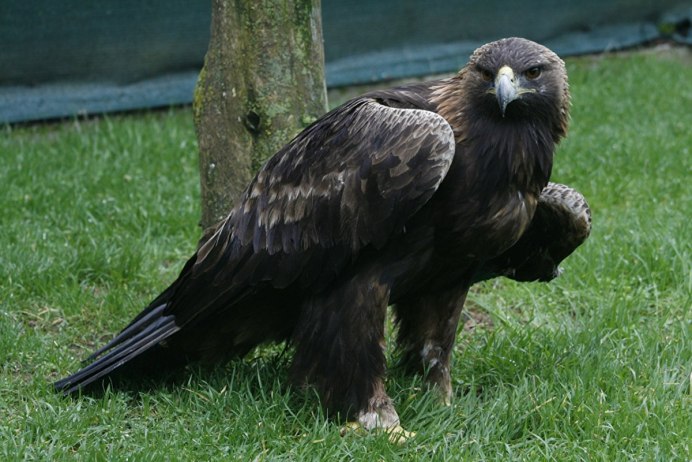 Хищные птицы Башкортостана