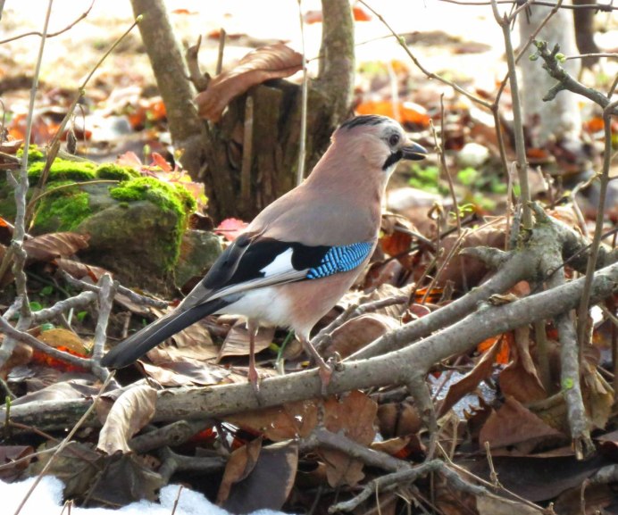 Сойка Северная