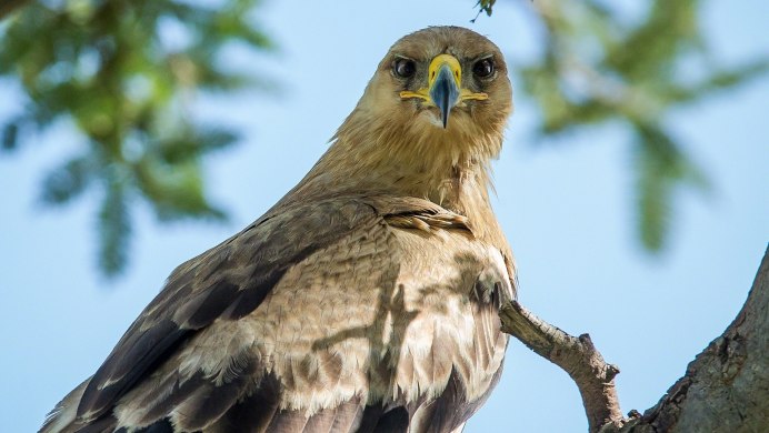 "Белоголовый Орлан"