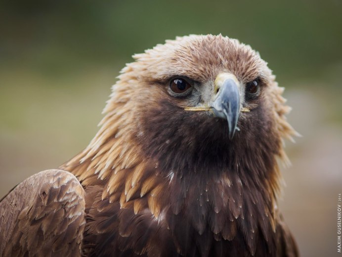 "Белоголовый Орлан"