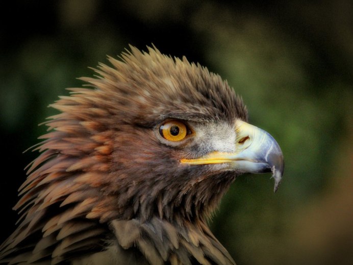 Белобрюхий Орлан