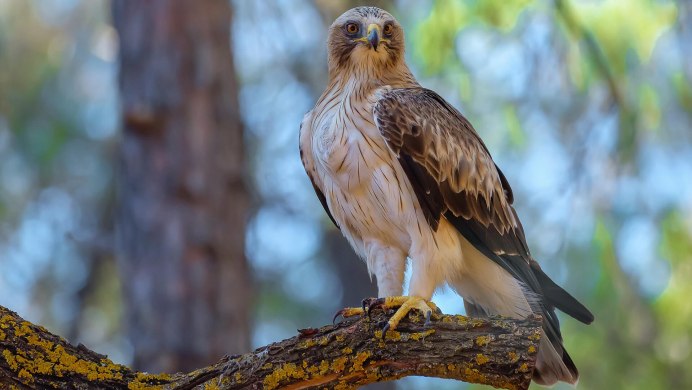 Степной Орел птица