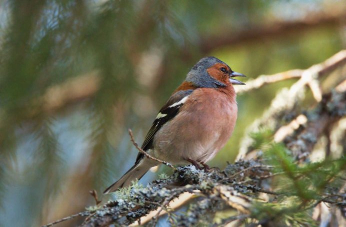 Индийский Ястребиный орёл