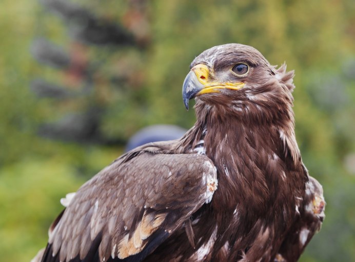 Степной орёл (Aquila nipalensis