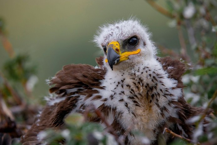 Могильник (Aquila heliaca)
