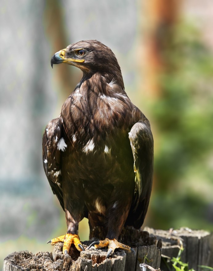 Мадагаскарский Орлан