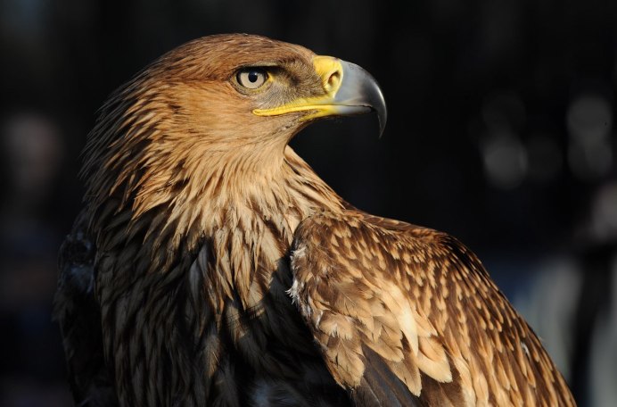 Могильник (Aquila heliaca)