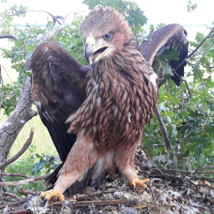 Орел Беркут