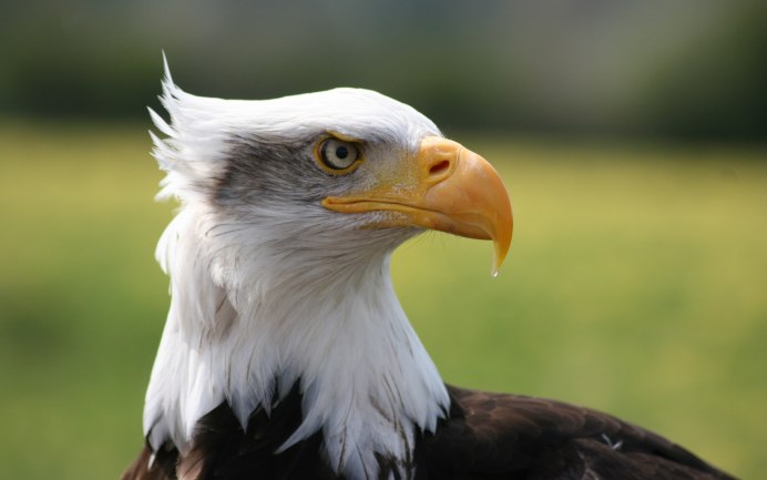 Хищники птицы Орел