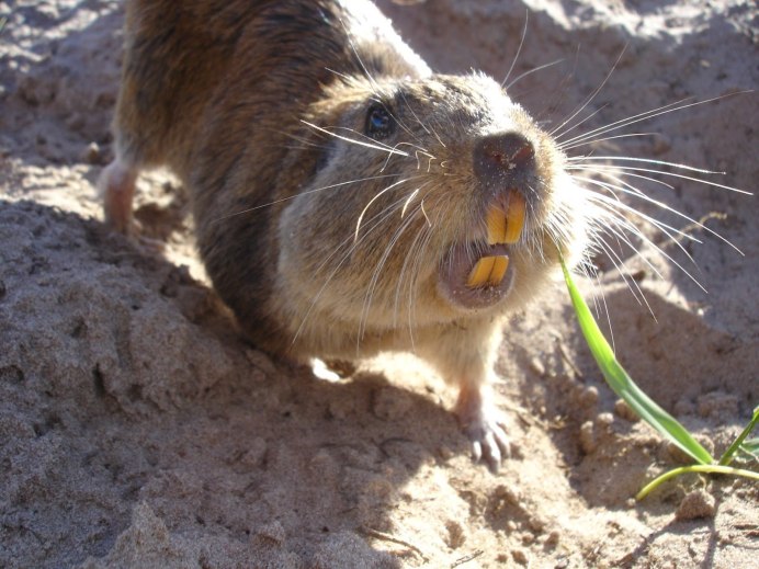 Голый землекоп (Heterocephalus Glaber)