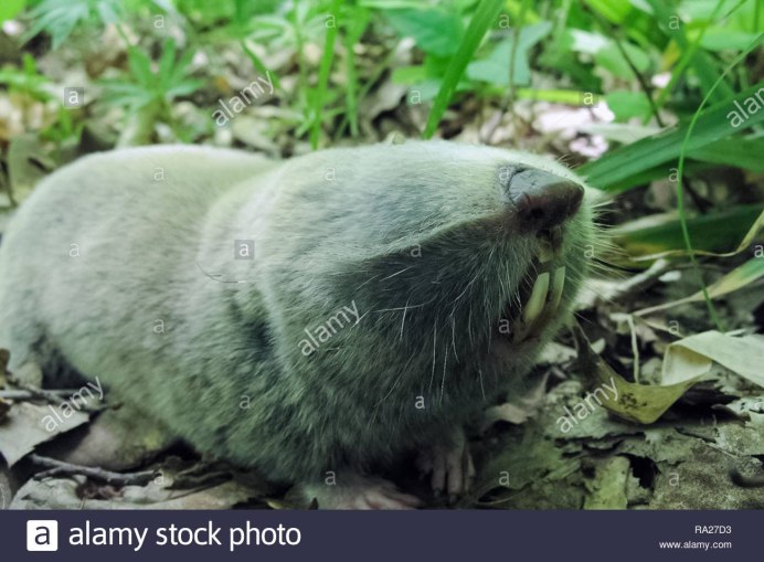 Голый землекоп (Heterocephalus Glaber)