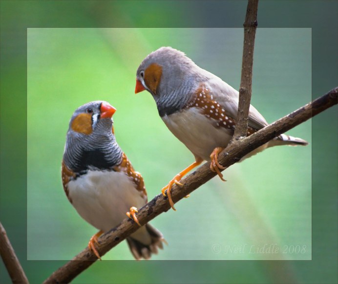 Finch птица