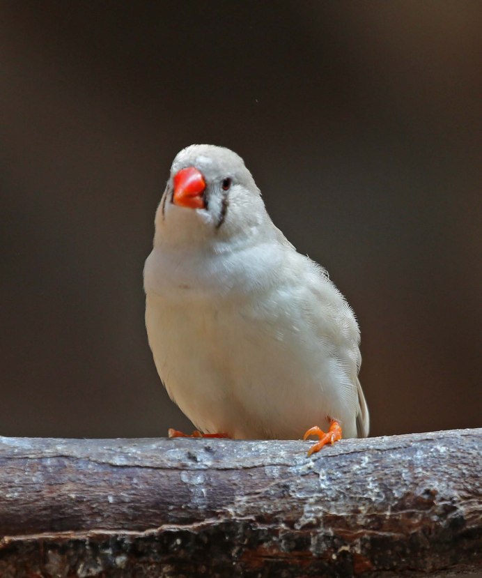 Зебровая амадина (Taeniopygia guttata) птенцы