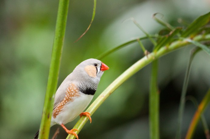 Poephila Acuticauda