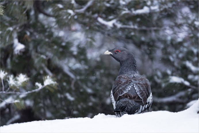 Глухарь (Tetrao urogallus)