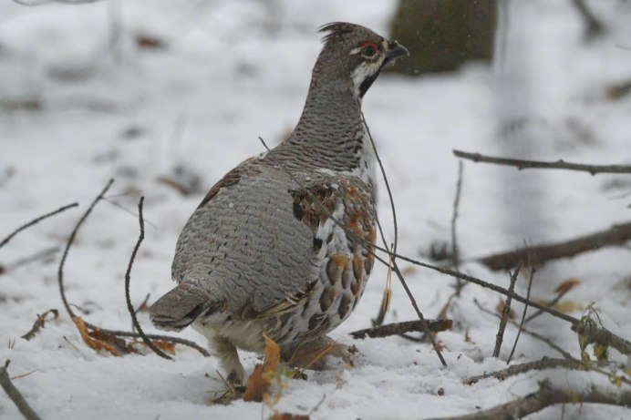 Глухарь - Capercaillie