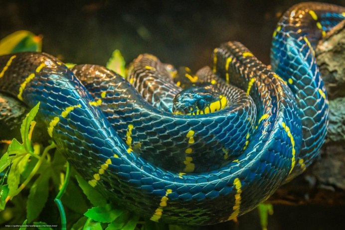 Broghammerus reticulatus