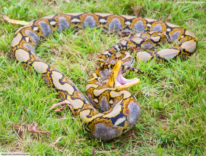 Broghammerus reticulatus