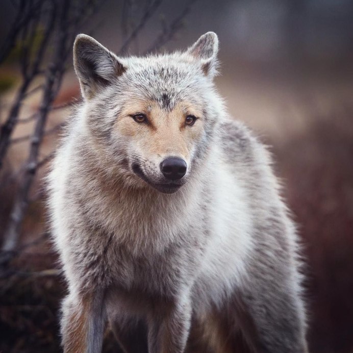Мудрый волк
