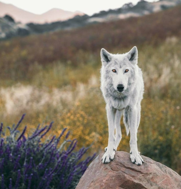 Чукотка волки