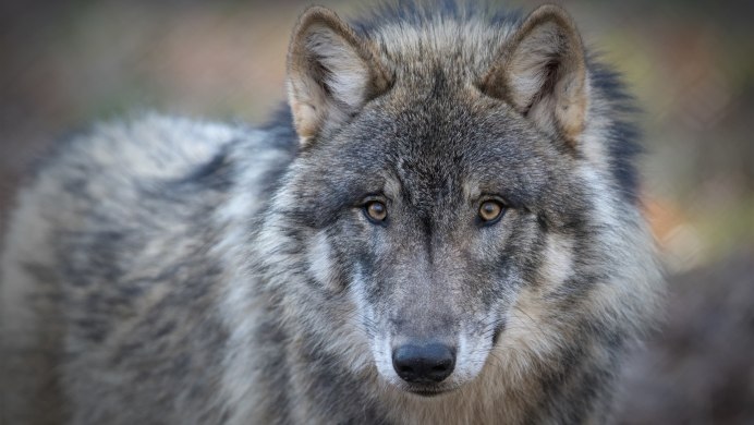 Только волк волк