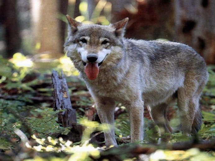 Мордочка волка