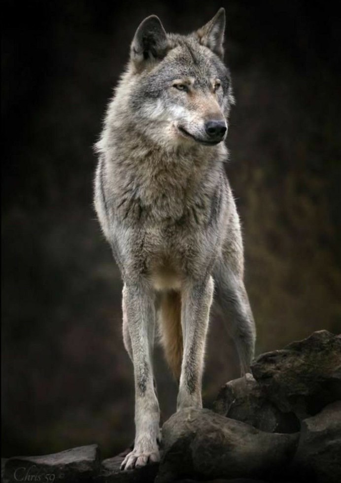 Морда волка