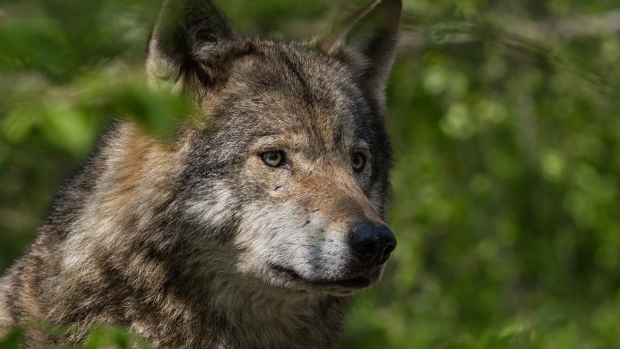 Волки в горах