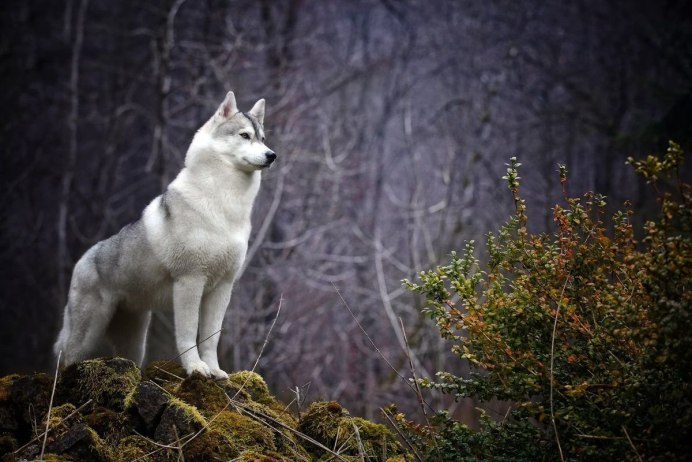 Гордый волк