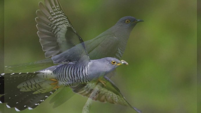 Птица Cuculus canorus