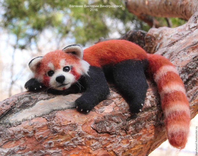 Ailurus Fulgens