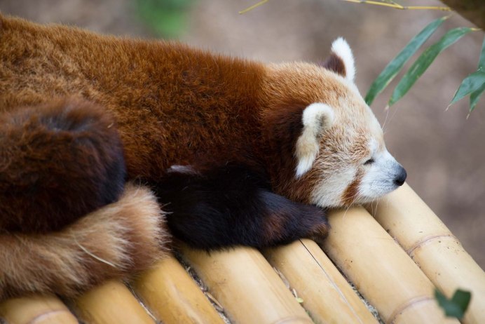 Firefox малая Панда