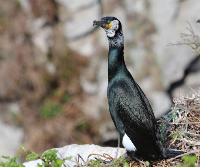 Phalacrocorax Carbo птица