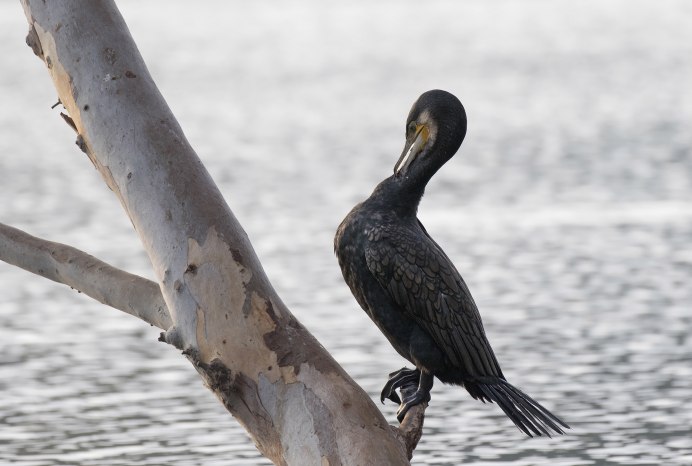 Берингийский Баклан (Phalacrocorax pelagicus)