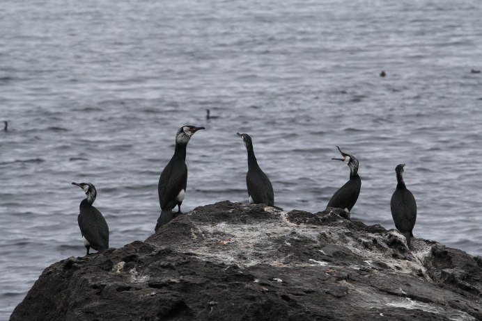 Уссурийский Баклан - Phalacrocorax filamentosus на белом фоне