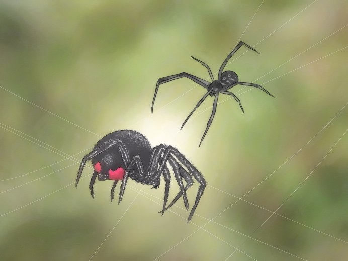 Latrodectus mactans (чёрная вдова)