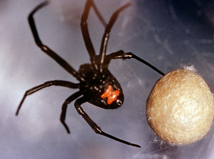 Steatoda Nobilis паук чёрный