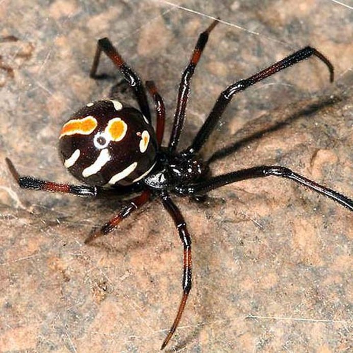 Latrodectus variolus